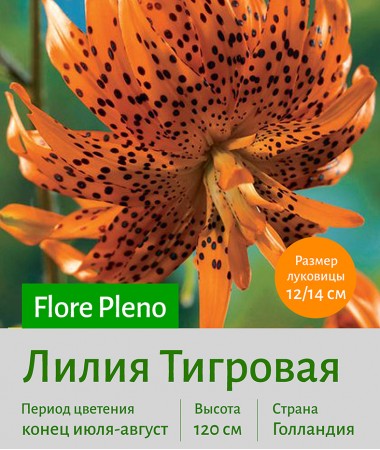  Тигровая лилия Flore Pleno